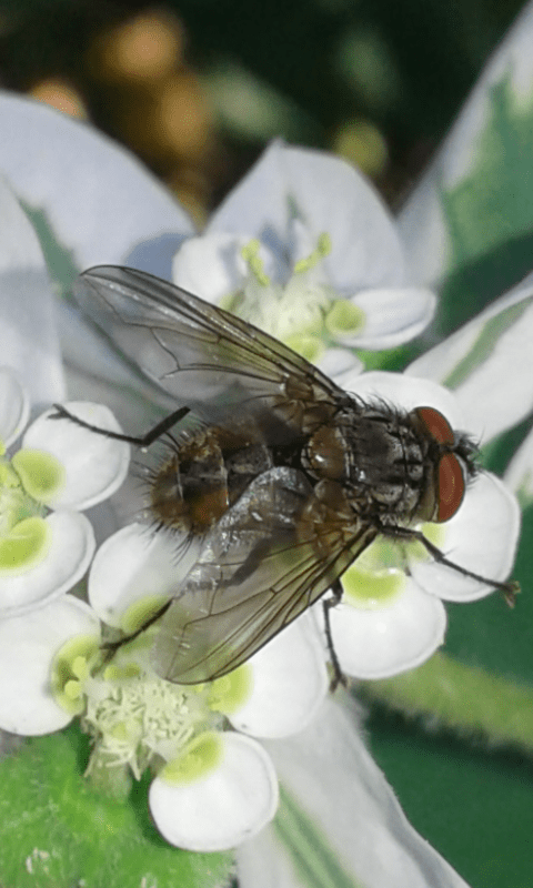 Tachinidae?  S, Tachinidae Tachininae sp.